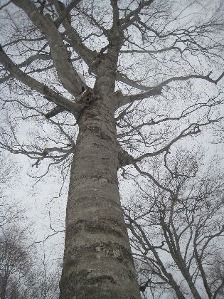 ブナの木